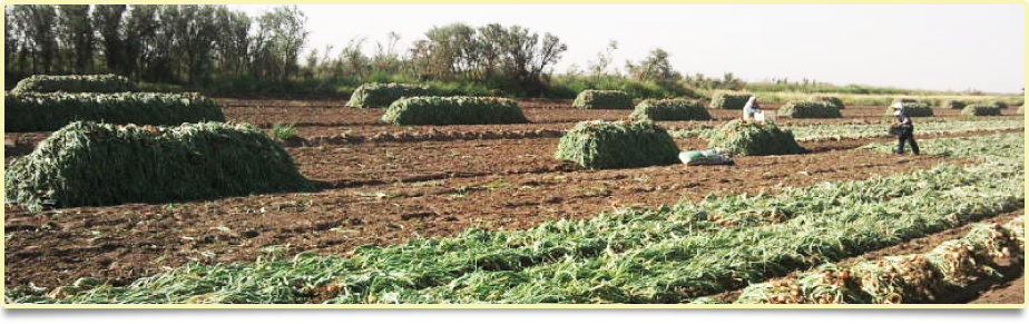 Produção de cebolas Argentinas